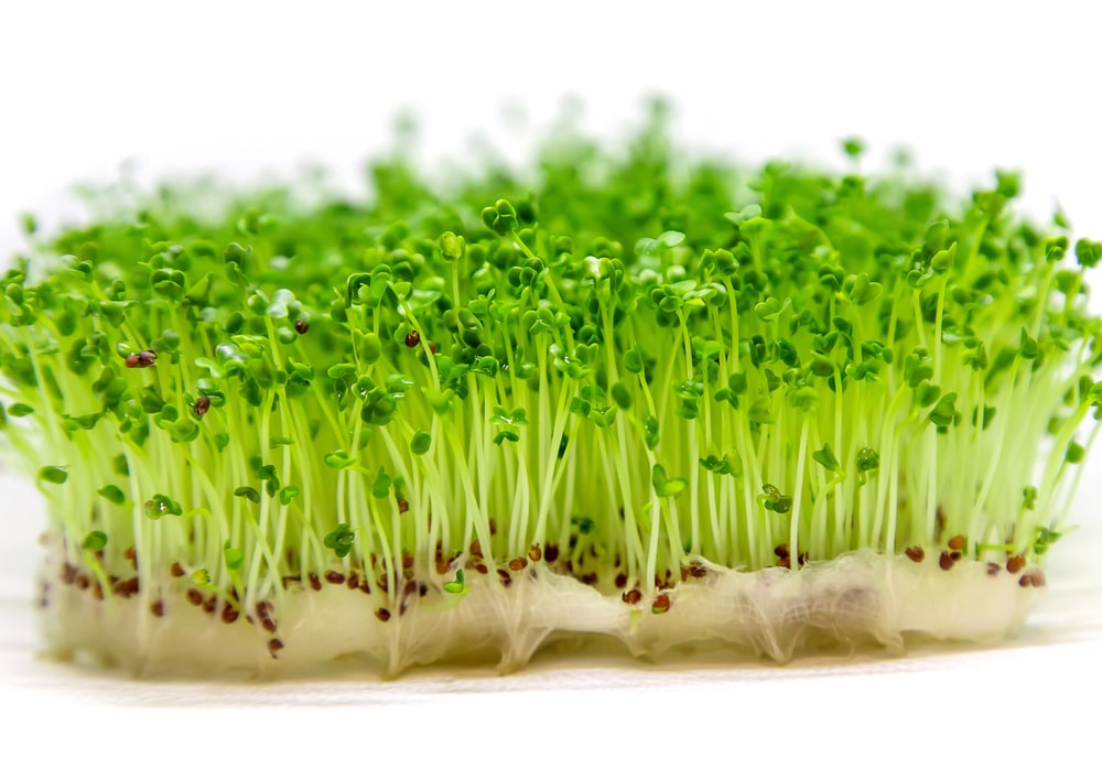 Organic Sprouts