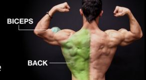 back and biceps body beast